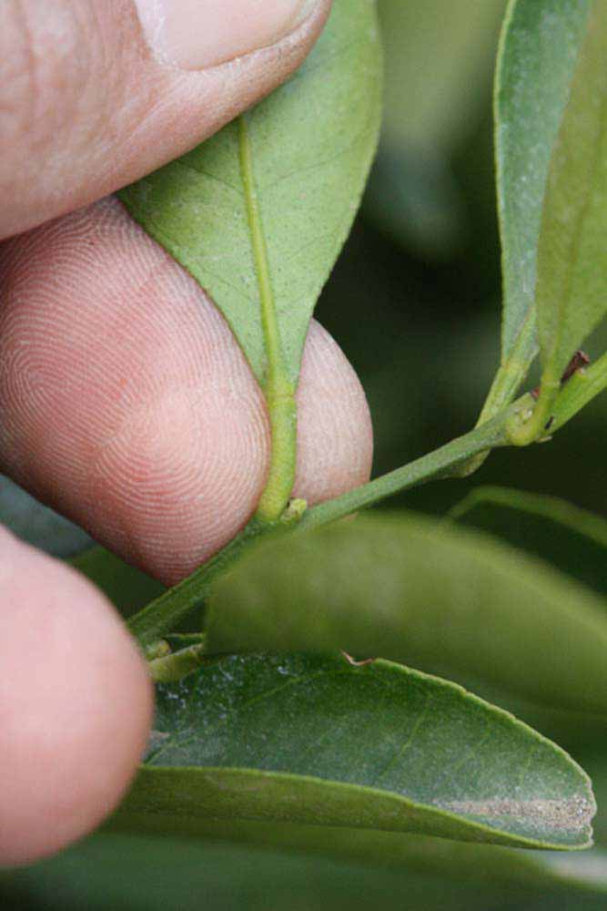              Petiole (Riverside, CA)       